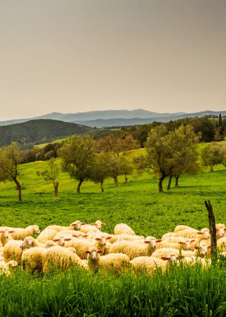Farm to Table at Agaporia, Eco-Luxury Hotel in Tuscany Most organic products used at the Agaporia restaurants are home grown