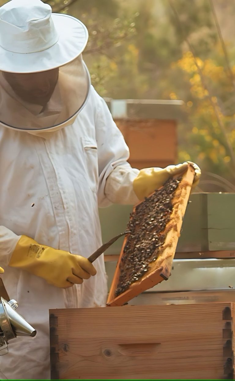 Eco-friendliness, sustainability and regeneration at Luxury Hotel Agaporia in Tuscany Beekeepers inspecting a hive with frames of honey at Agaporia